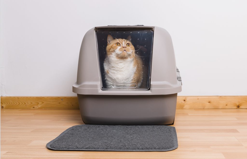 Foto van kat in kattenbak
