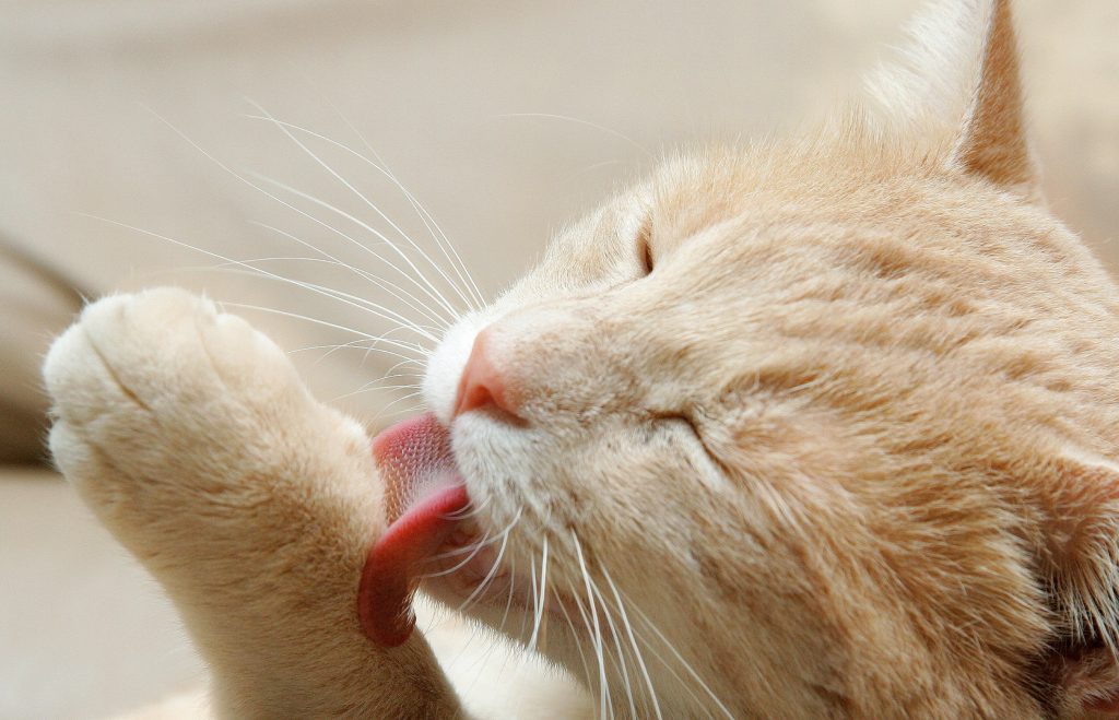 Foto van kat die zich wast met tong
