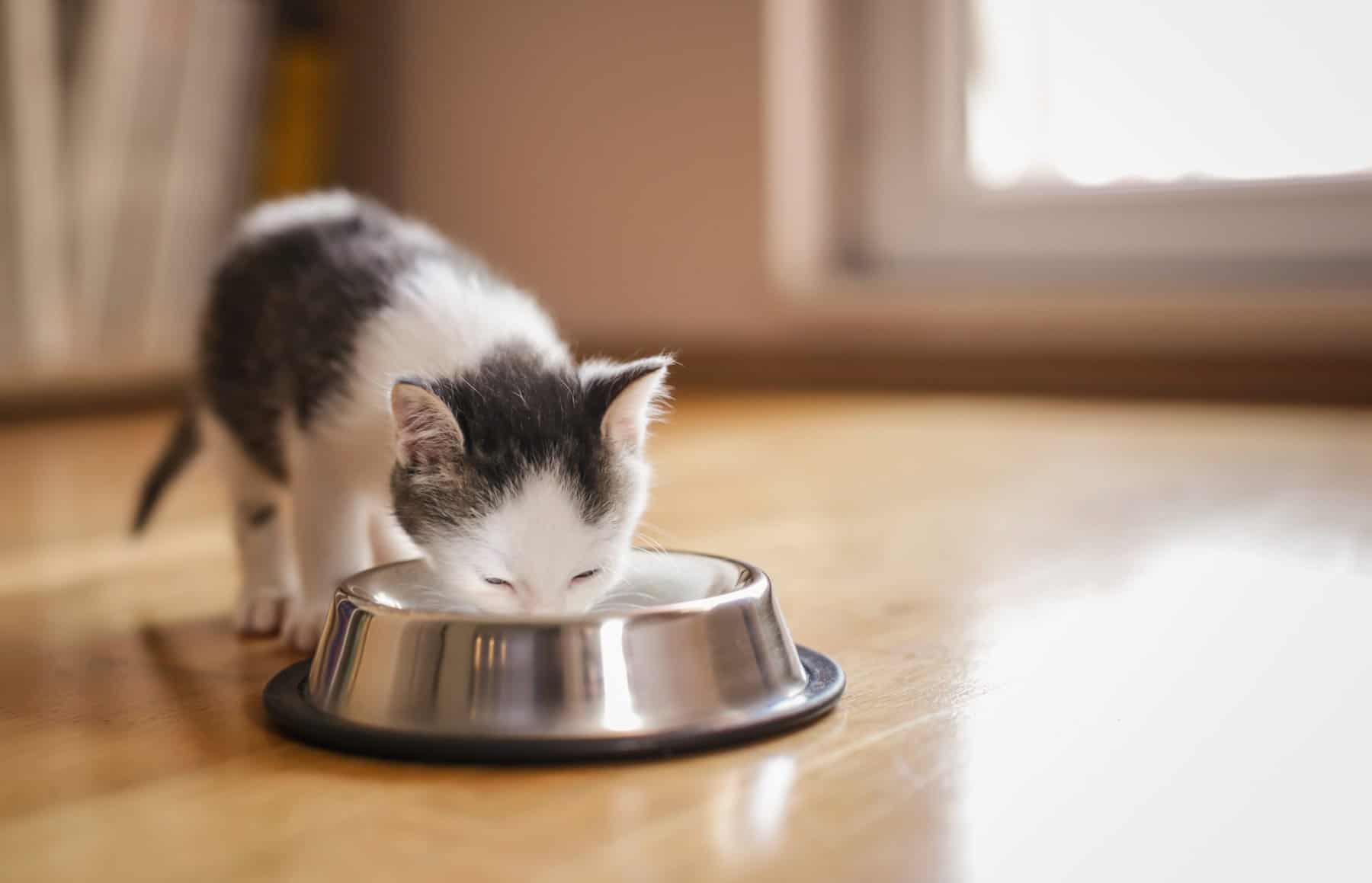 PUPPY KITTY Automatische Kattenvoederbak & Waterfontein Set 180 Dagen Batterijduur 10s Spraakbericht 3l Voedseldispenser 2l Watertank Met Filtersysteem 3007555765