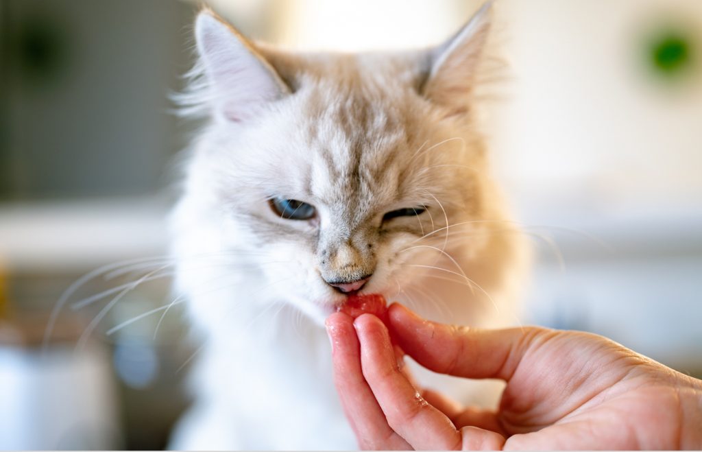 Foto van kat die eet