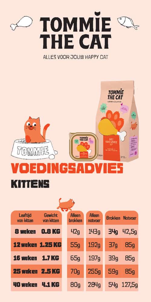 Voedingsadvies Tommie the Cat voeding kitten