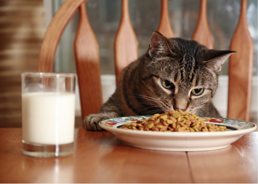 toewijzing voorspelling Ontcijferen Tommie the Cat blog: hoeveel voer mag mijn kat hebben?