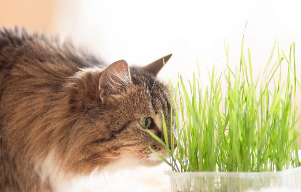 Kat kijkt naar gras