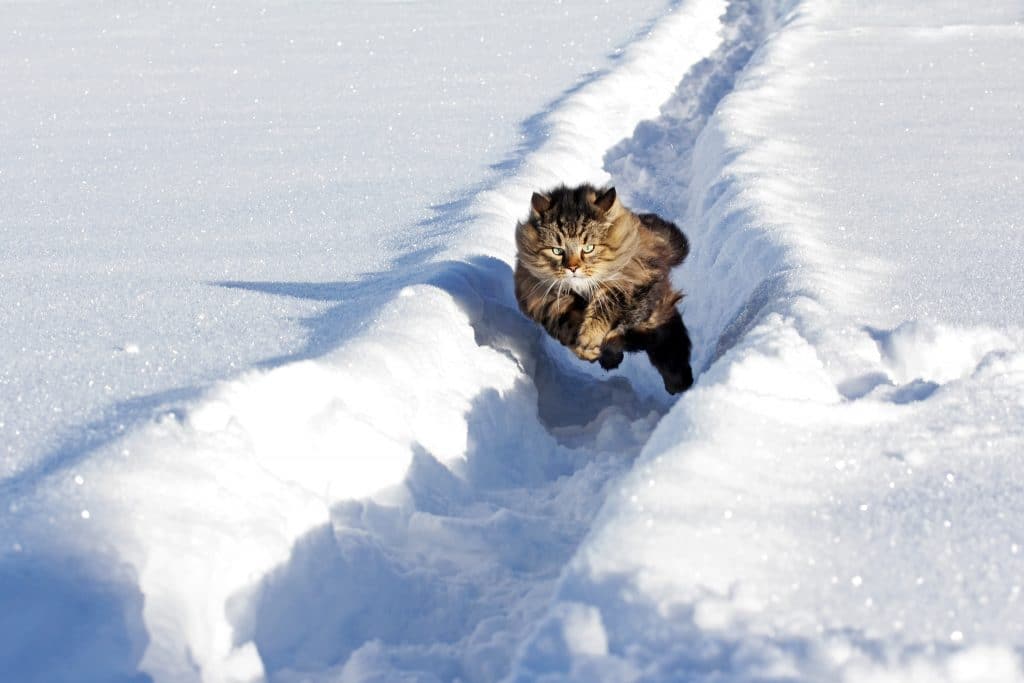 Noorse Boskat rennend door sneeuw