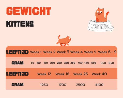 Overzicht ideaal gewicht kittens per leeftijd