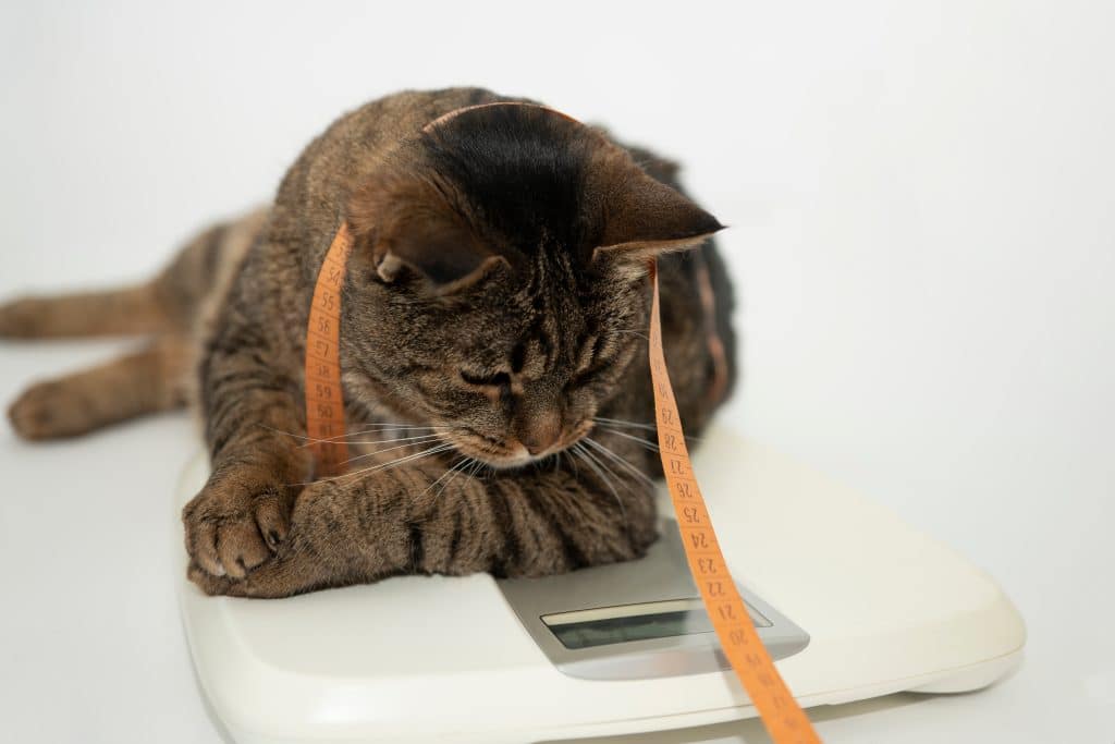 Kat op weegschaal met overgewicht