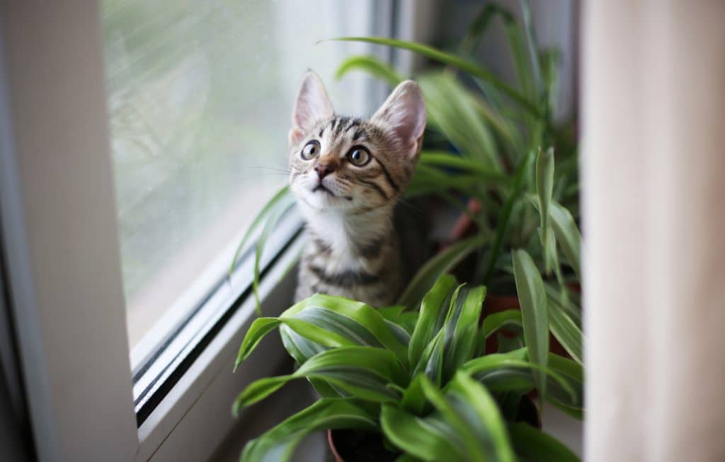 Kitten in plant die naar buiten wilt