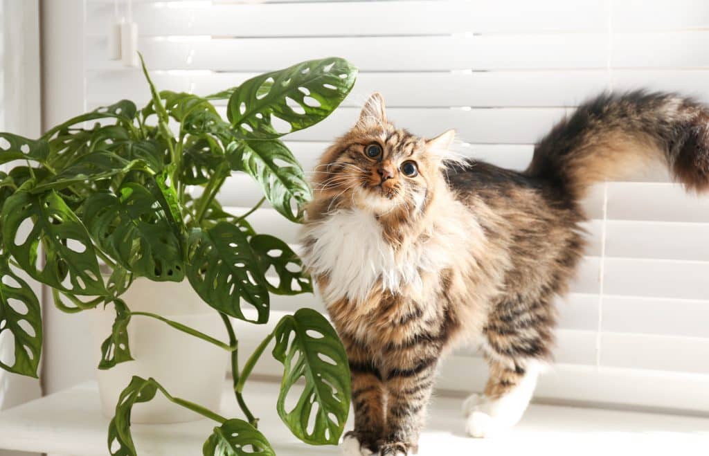 Mooie kat bij niet giftige plant
