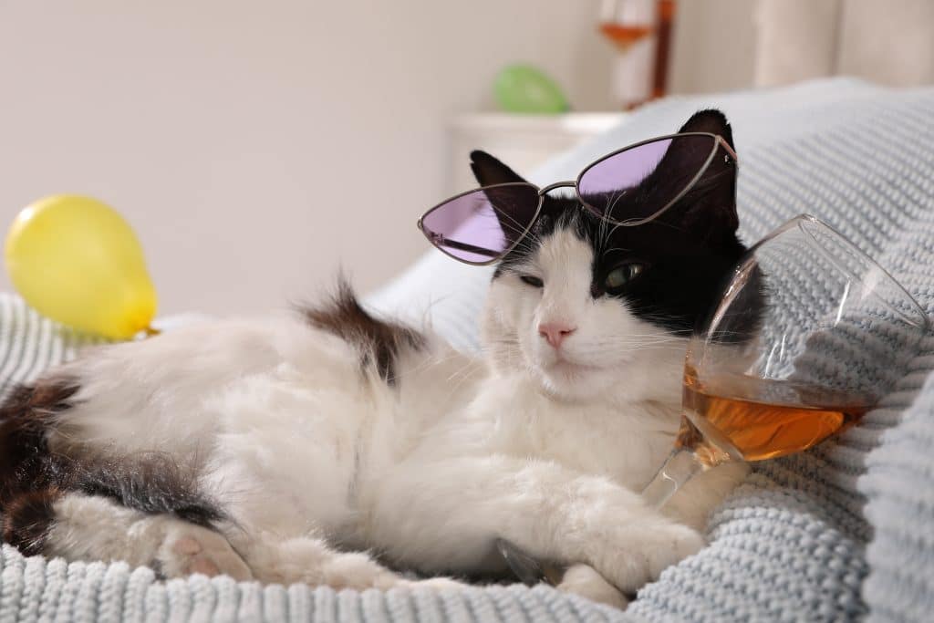 Kat houdt een glas wijn vast