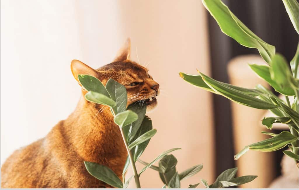 Kat eet giftige plant