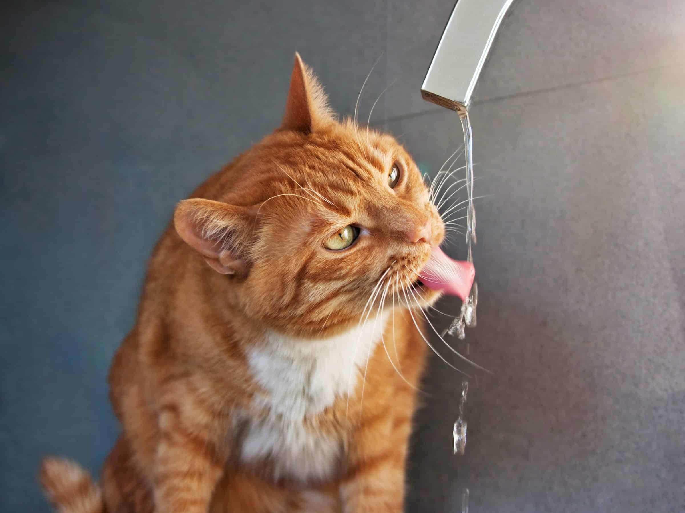 Kat drinkt water en eet natvoer