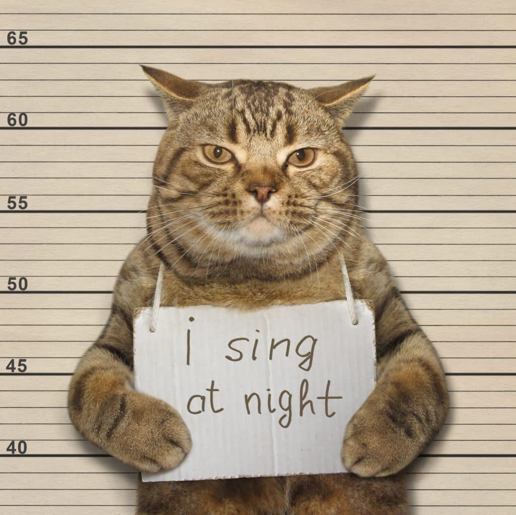 Kat zingt s'nachts en veel miauwen