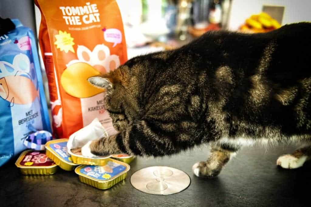 Kat eet Tommie the cat voer uit kuipje