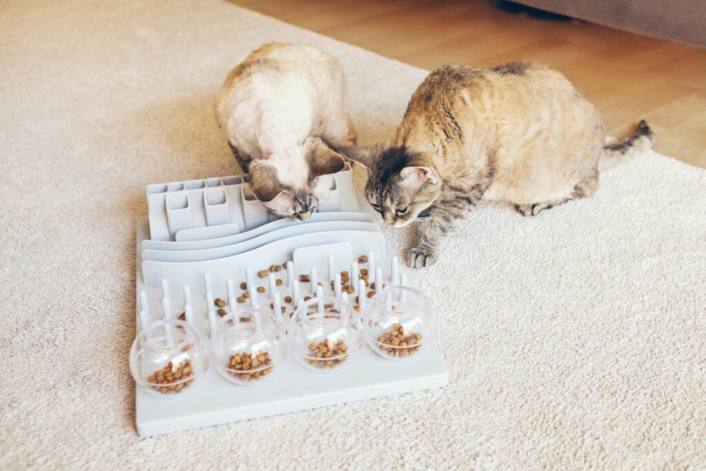 Katten die spelen met een voerspelletje