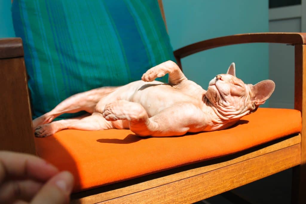 Naakte Sphynx kat in de zon