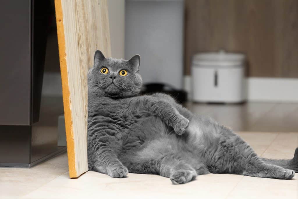 Dikke Britse korthaar kat met overgewicht